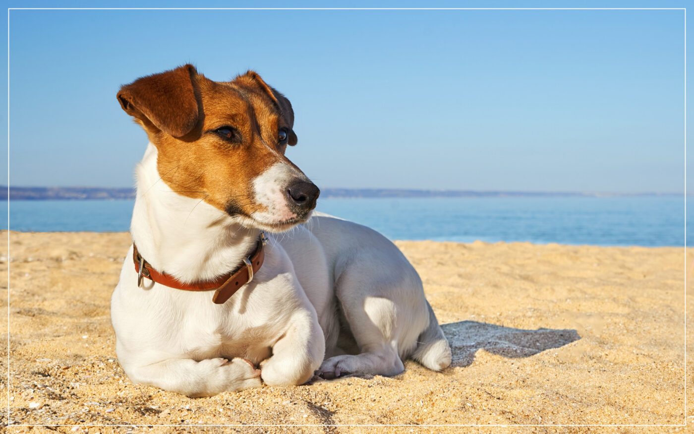 jack-russell-terrier