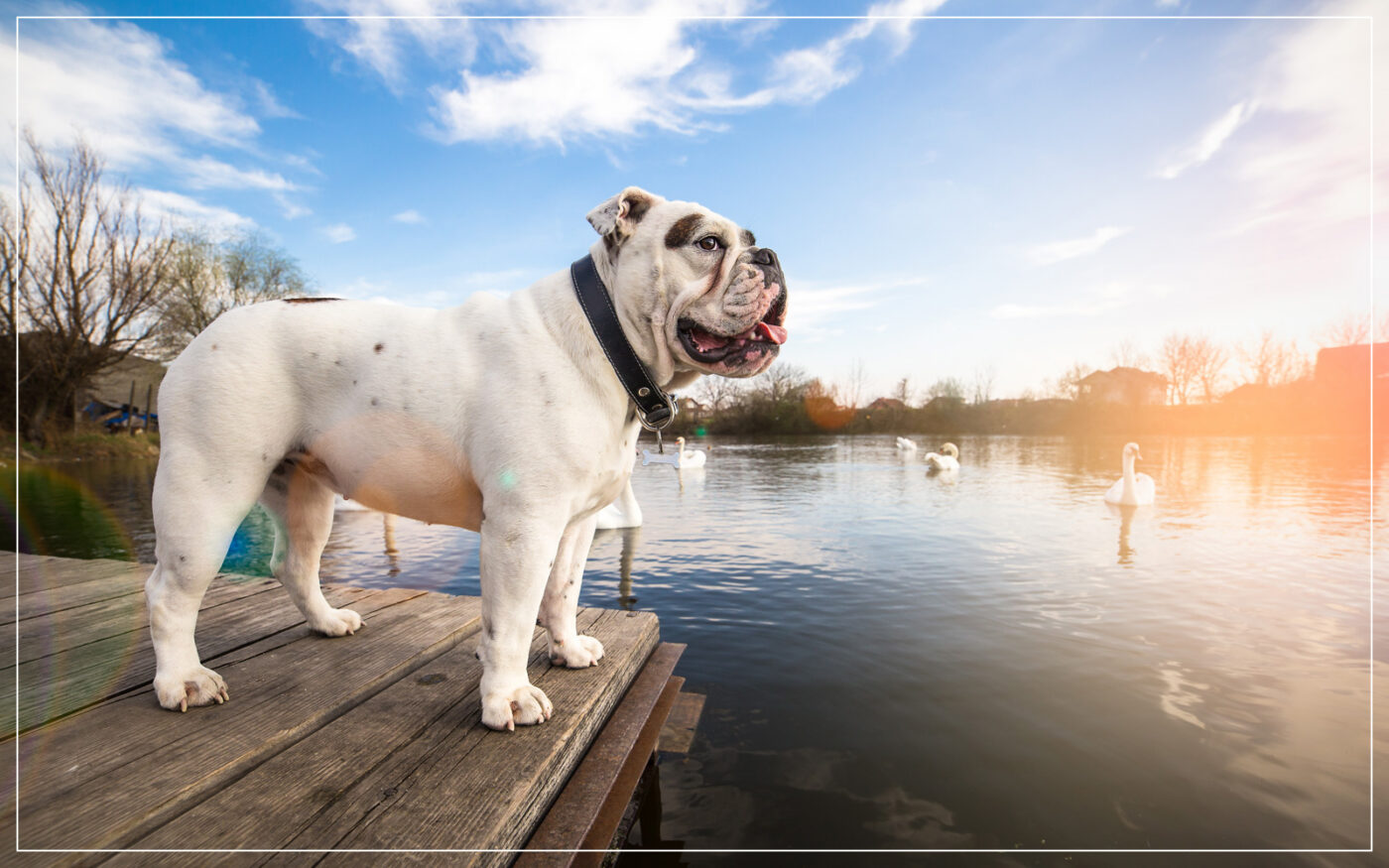 bulldog