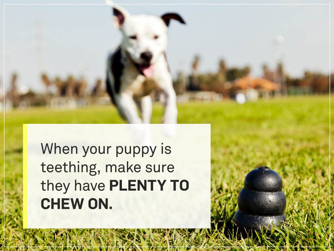 new puppy checklist 13-kong-toy