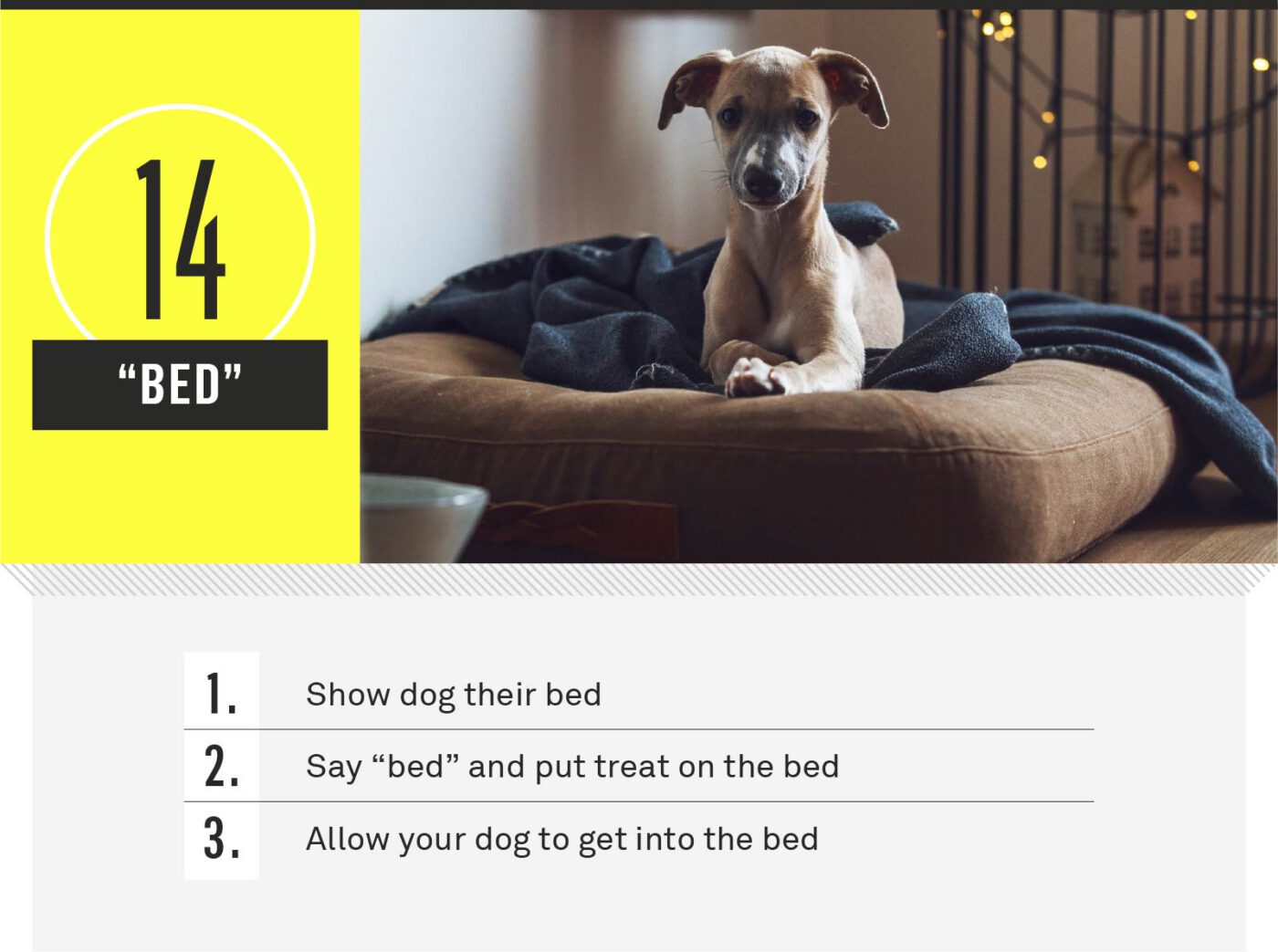 dog commands - bed