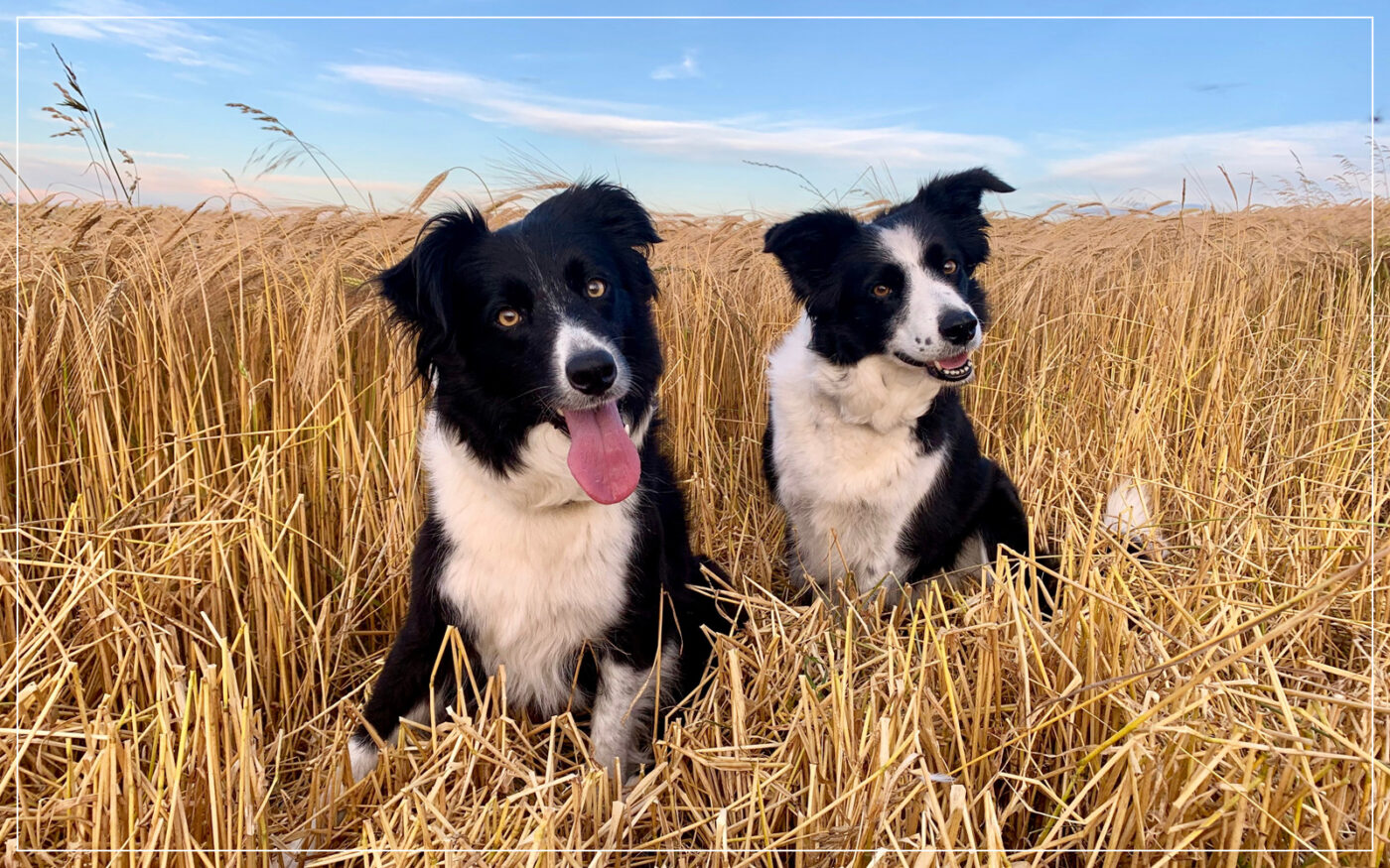 collie