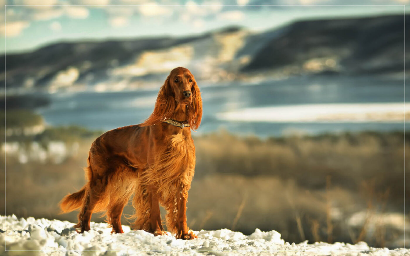 irish-setter