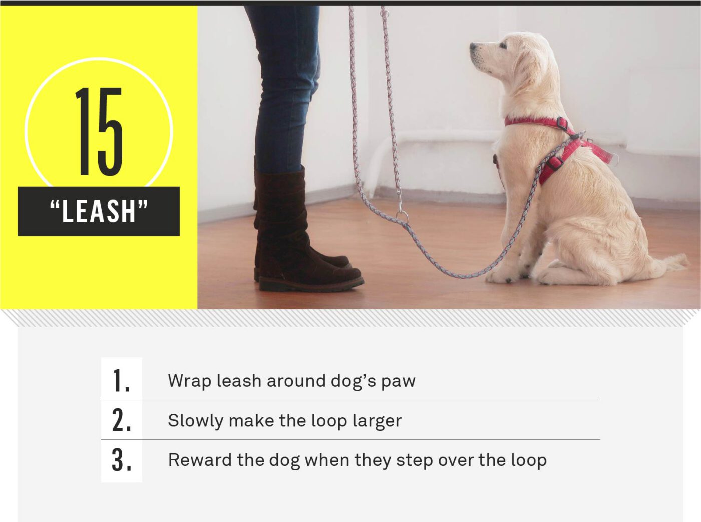 dog commands - leash
