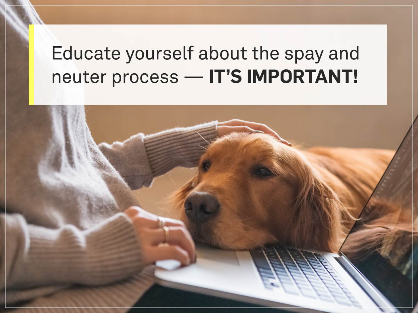 new puppy checklist 16-looking-at-computer