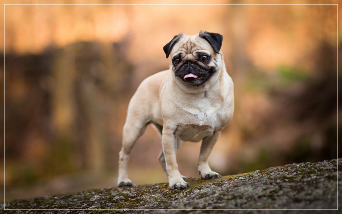 pug