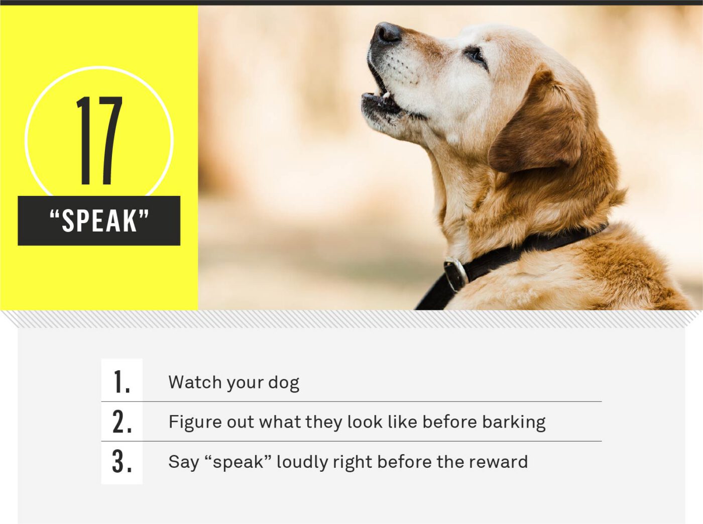 dog commands - speak