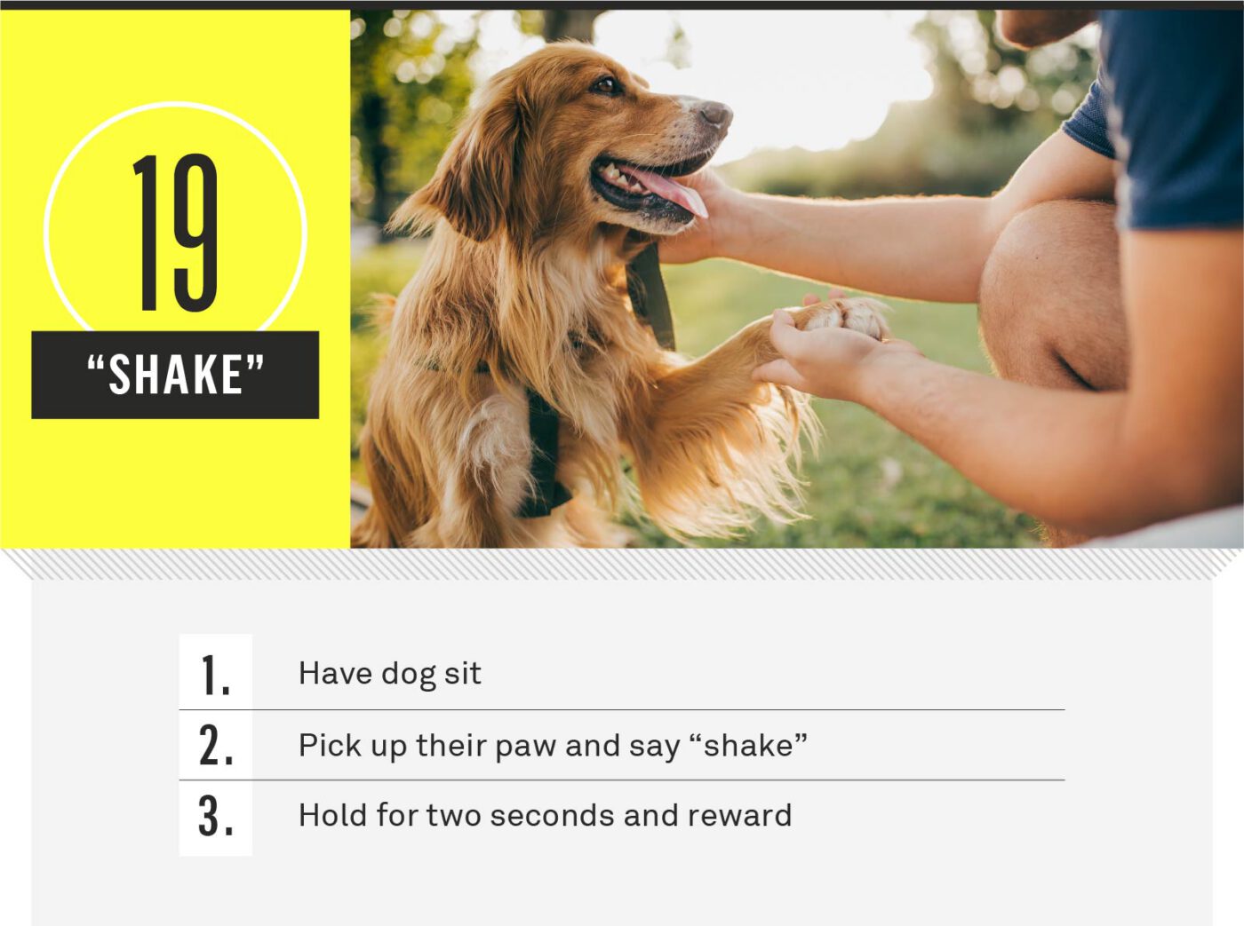 dog commands - shake