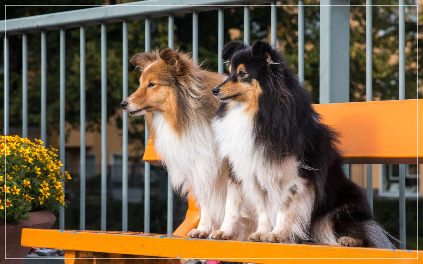 shetland-sheepdog