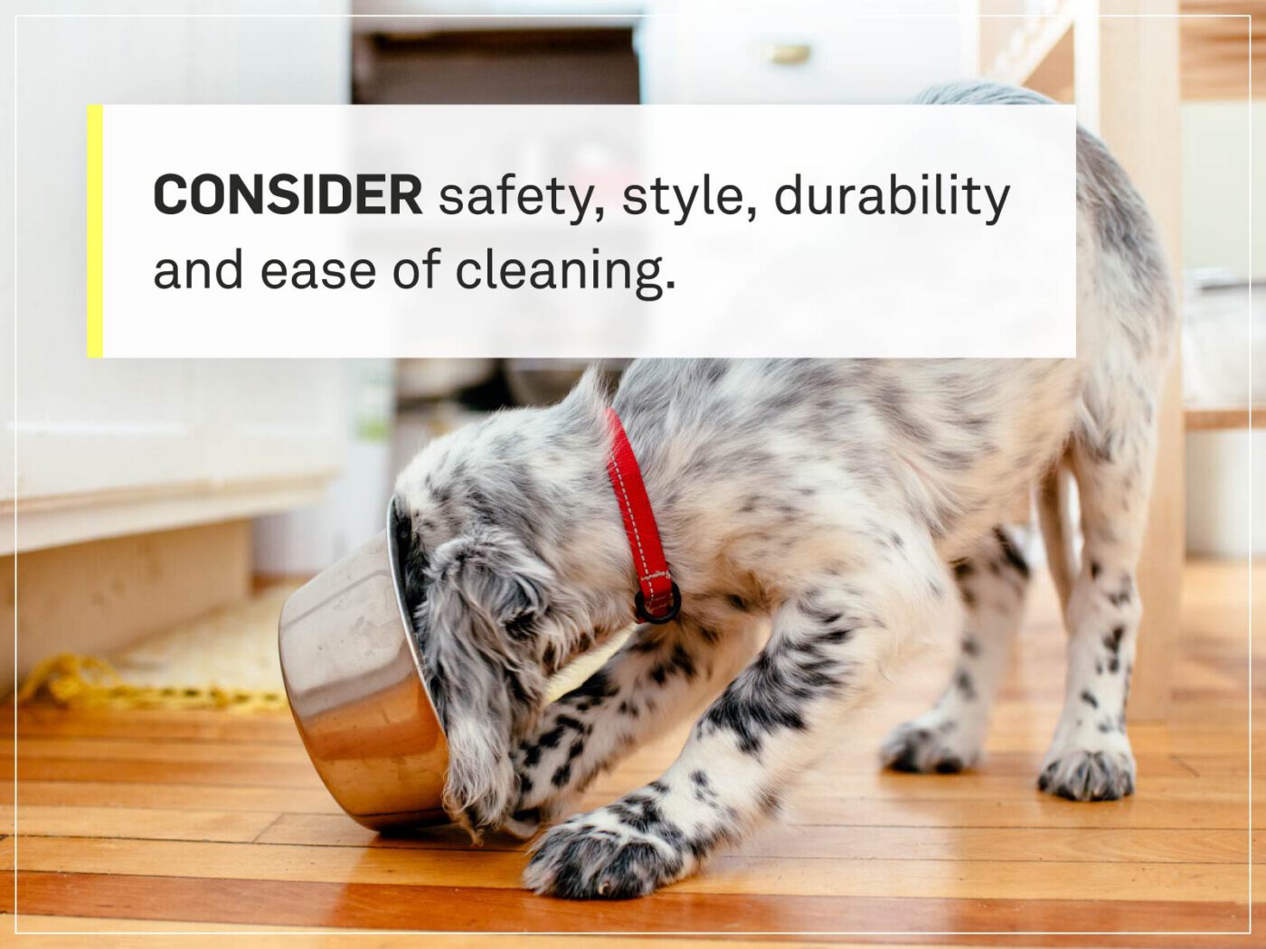 new puppy checklist 2-food-bowl
