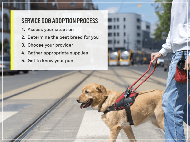 the process for getting a service dog