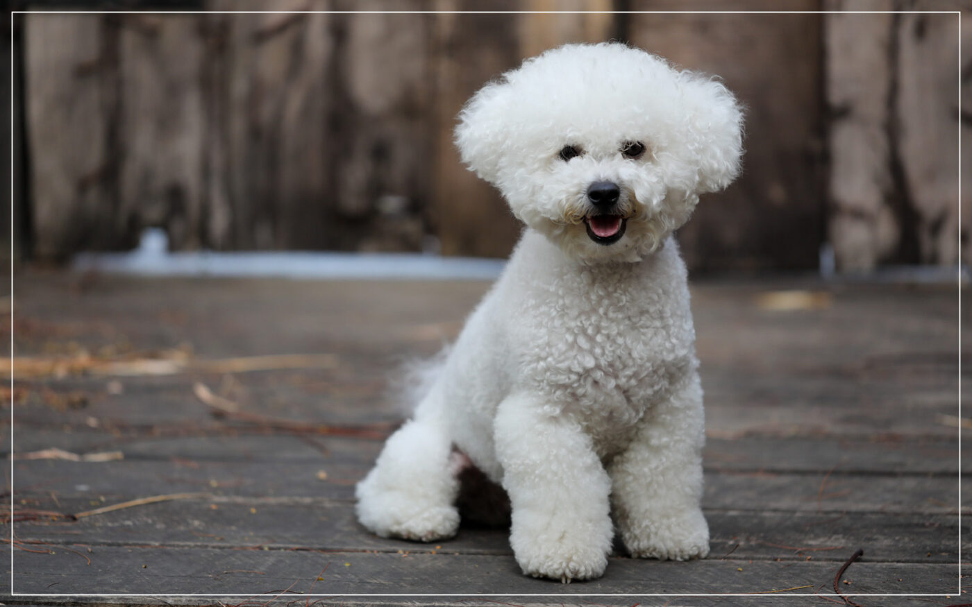 bichon-frise