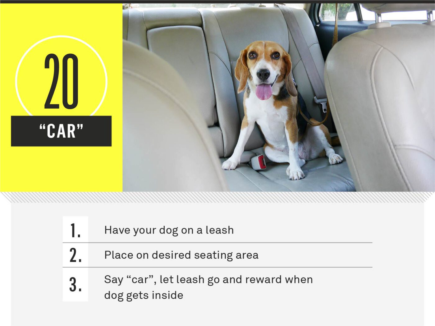 dog commands - car