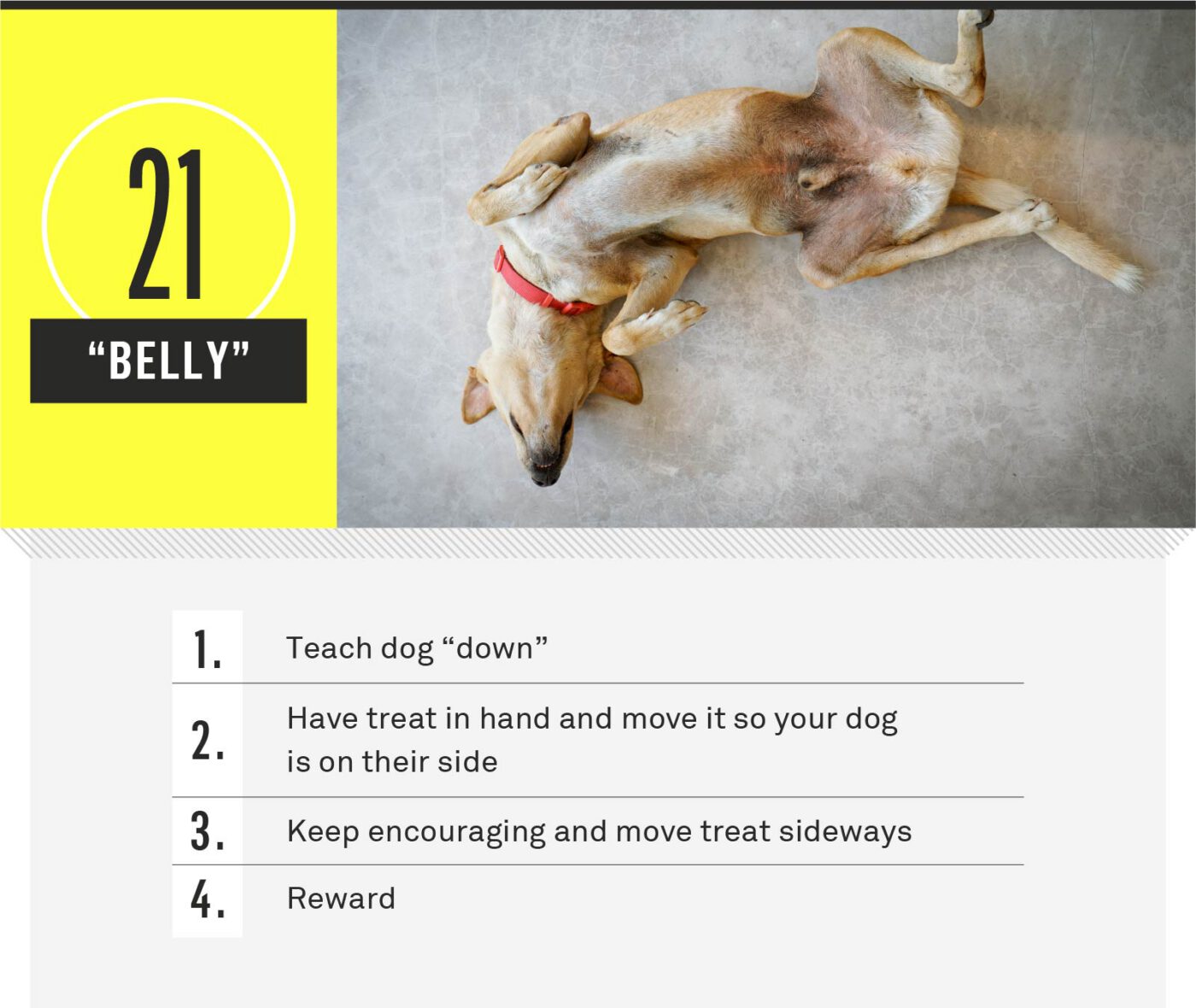 how to train a puppy to stay by your side