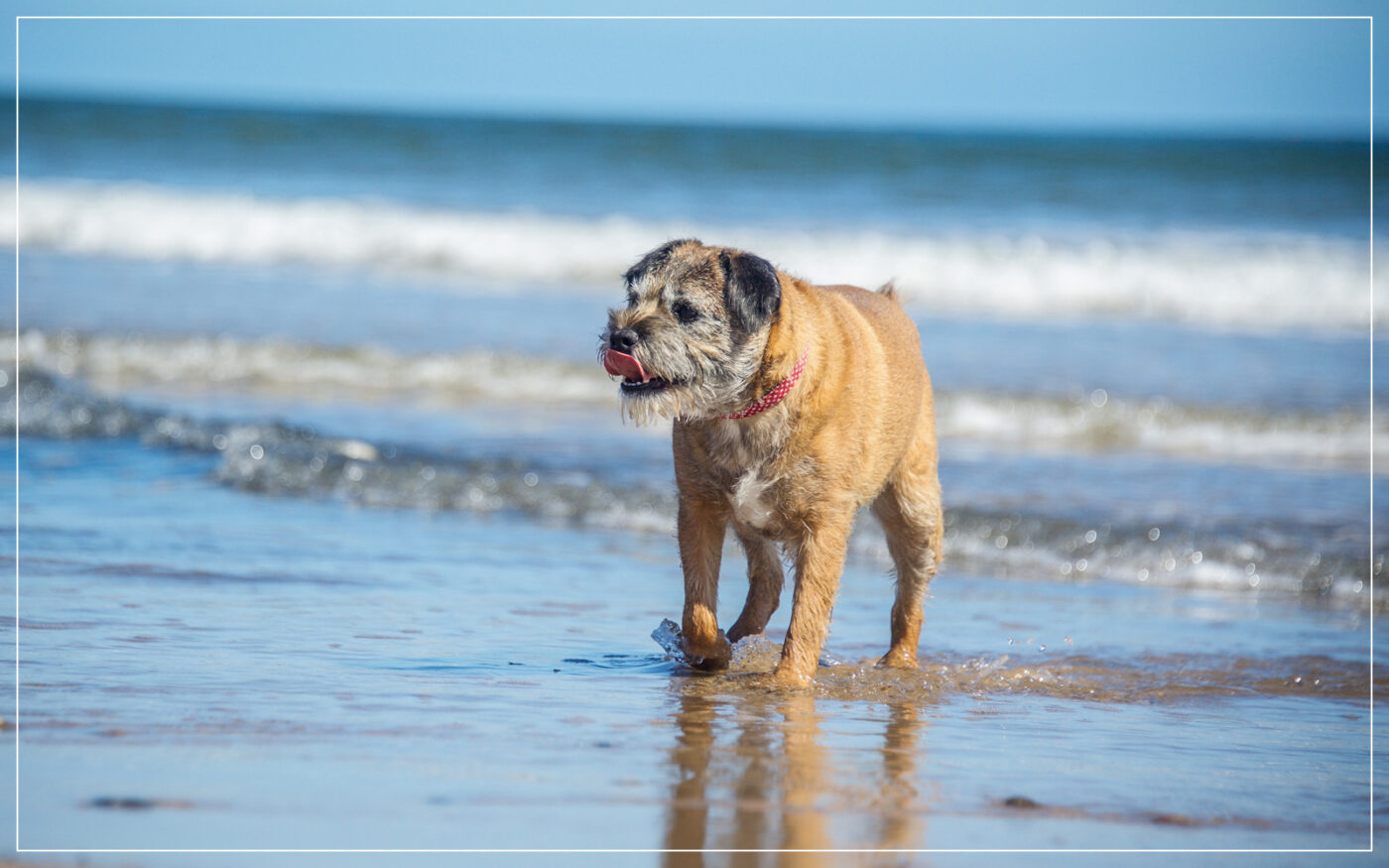 border-terrier