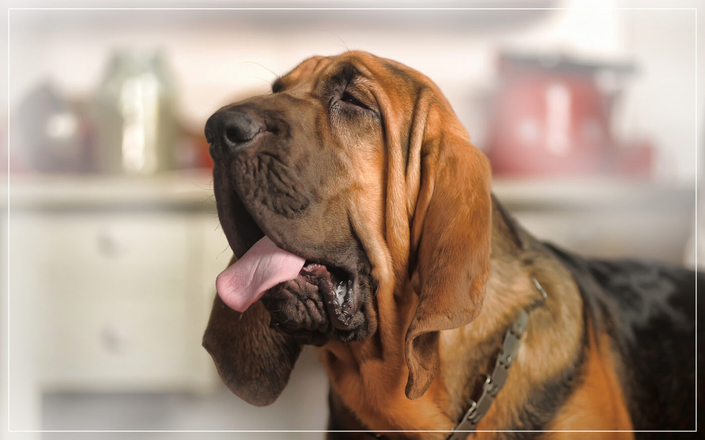 bloodhound