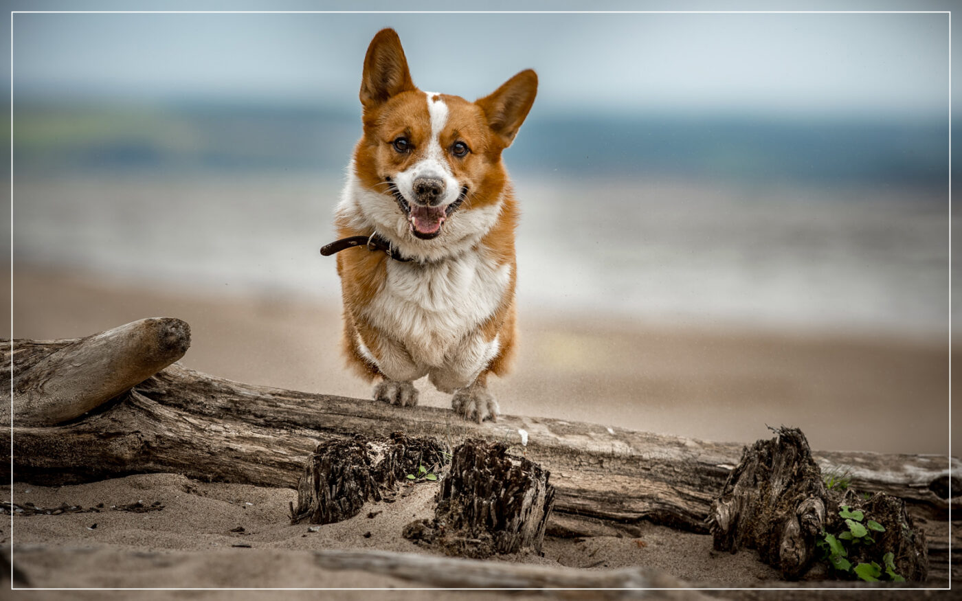 cardigan-welsh-corgi