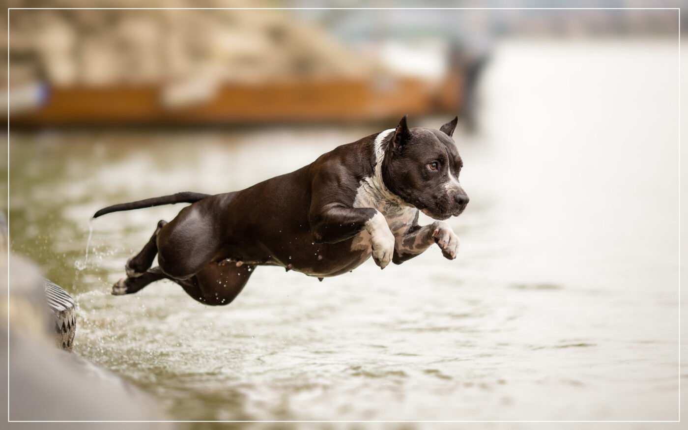 american-staffordshire-terrier