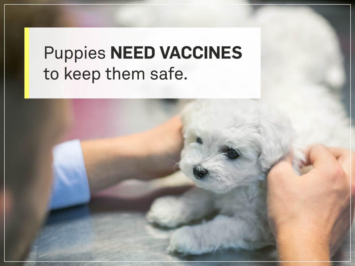 new puppy checklist 3-doctor-vaccines