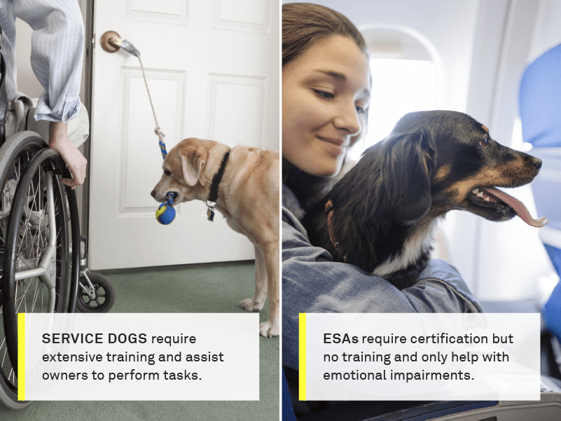 service dog vs esa