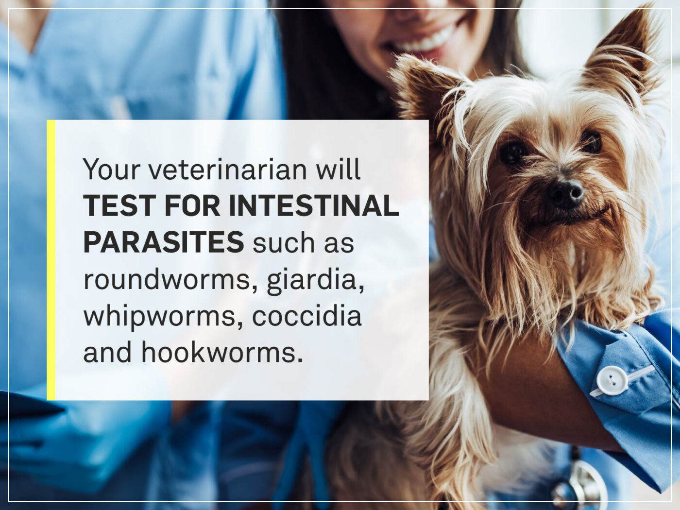 new puppy checklist 4-veterinarian-test