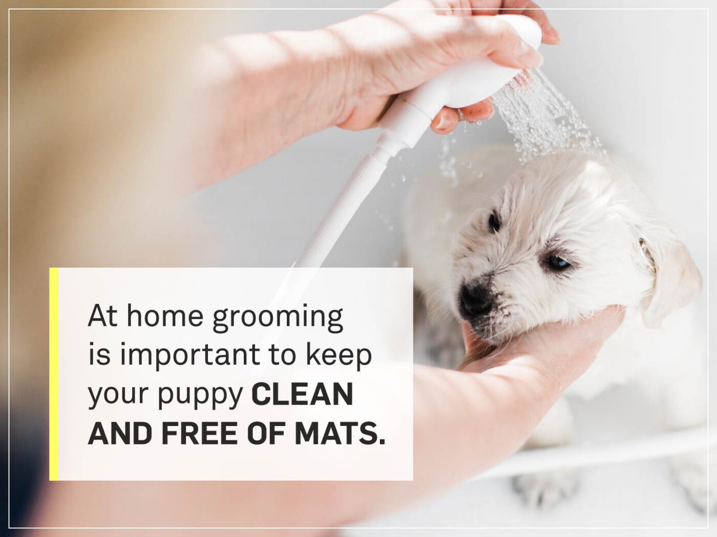 new puppy checklist 5-grooming
