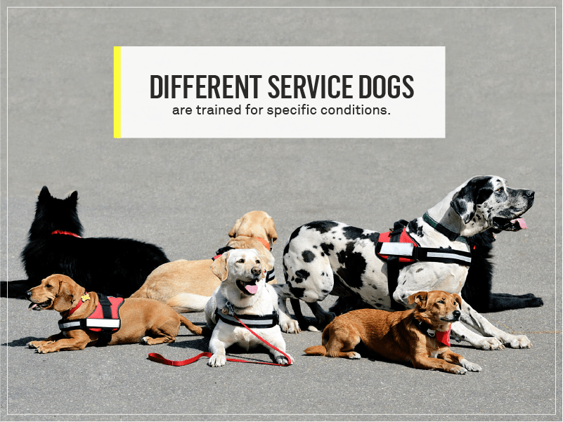 who needs a service dogs