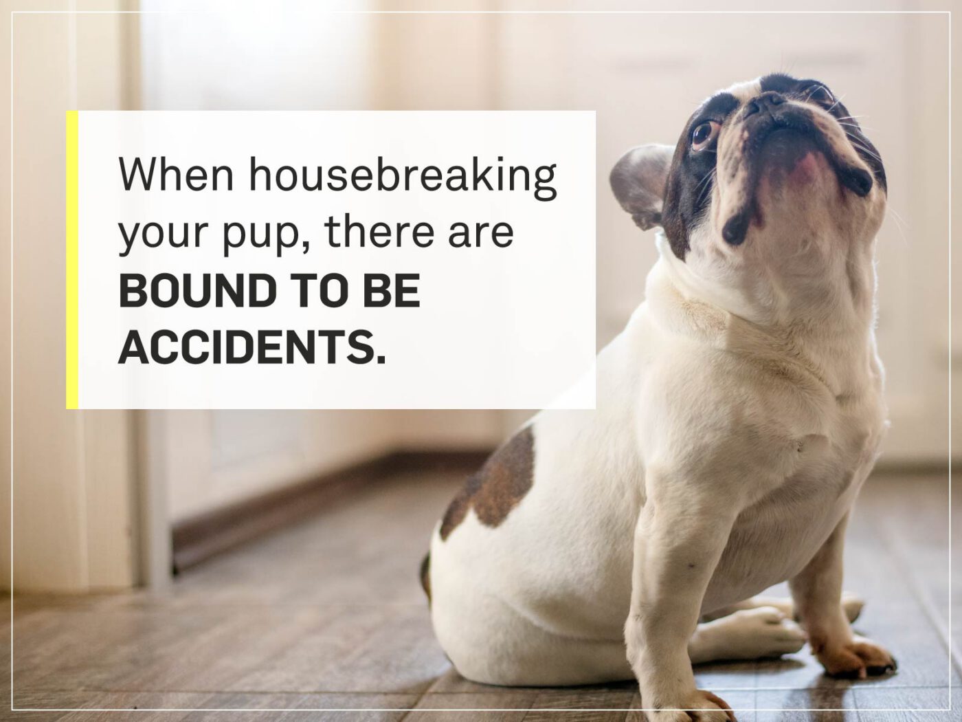 new puppy checklist 7-potty-training