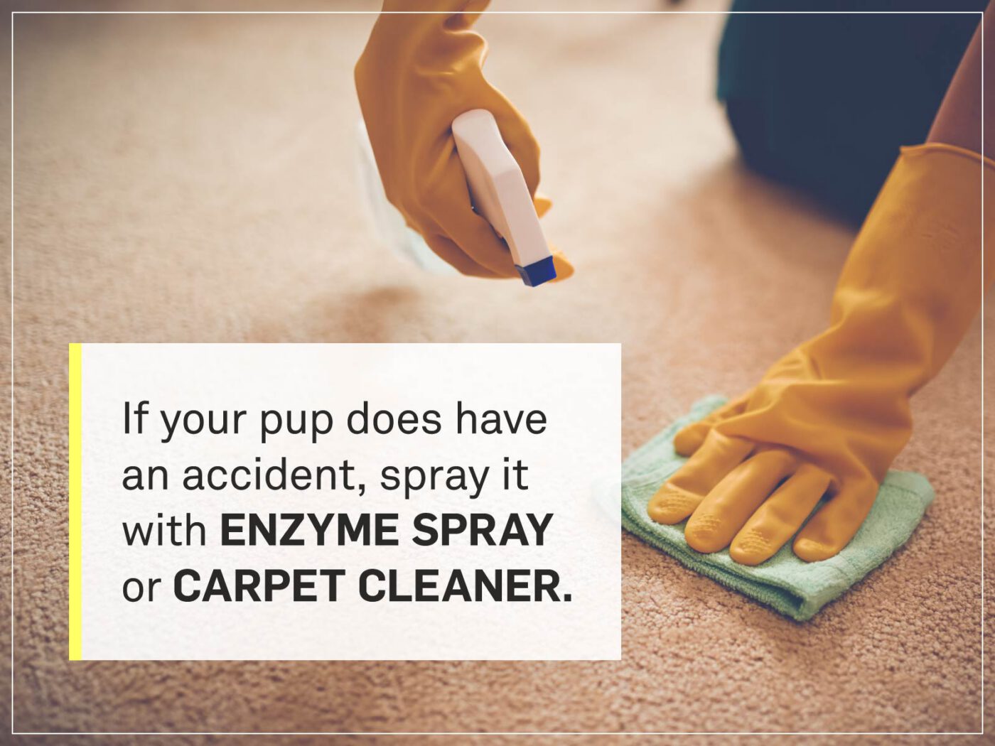 new puppy checklist 8-cleaning-carpet