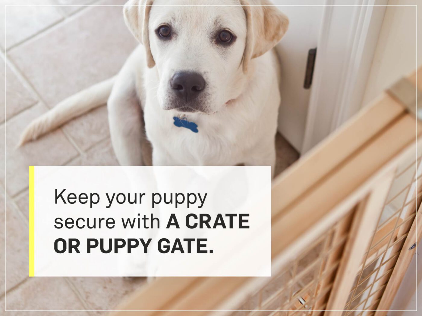 new puppy checklist 9-pet-gate