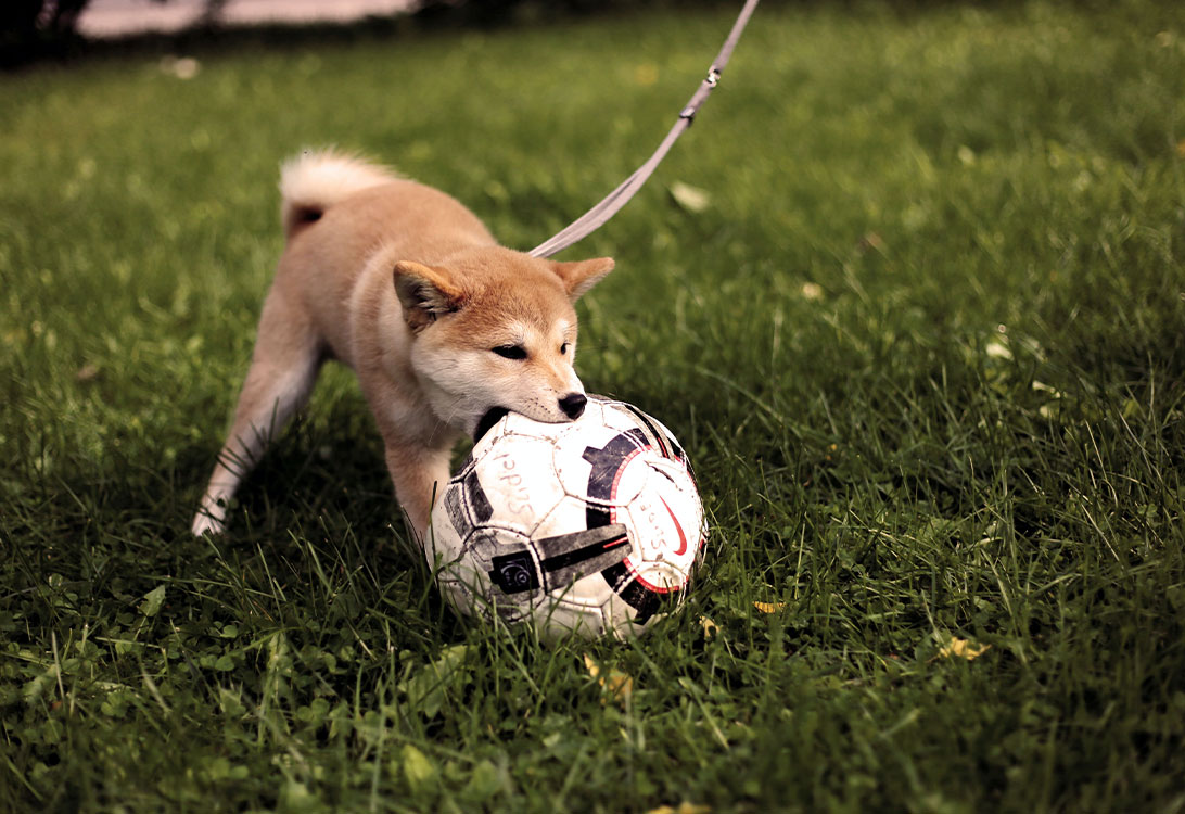 Akitas
