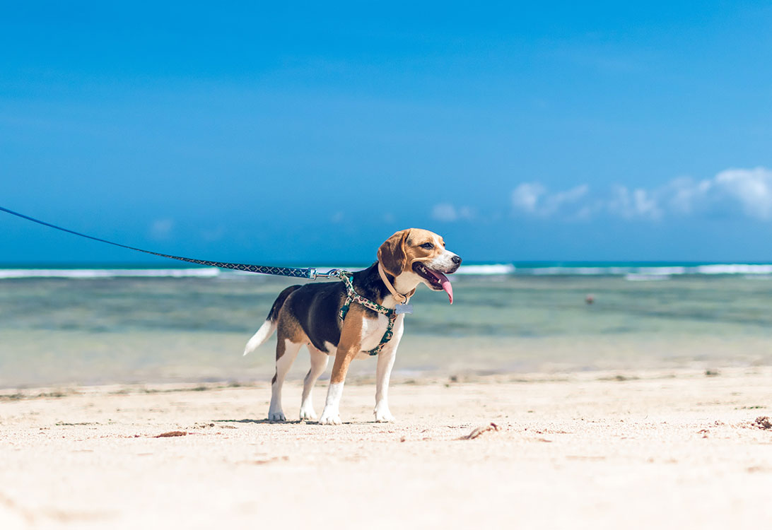 Beagle