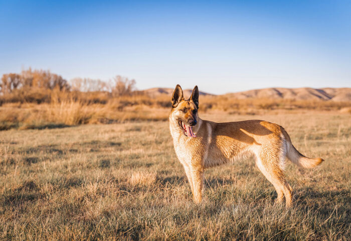 Belgian-Malinois
