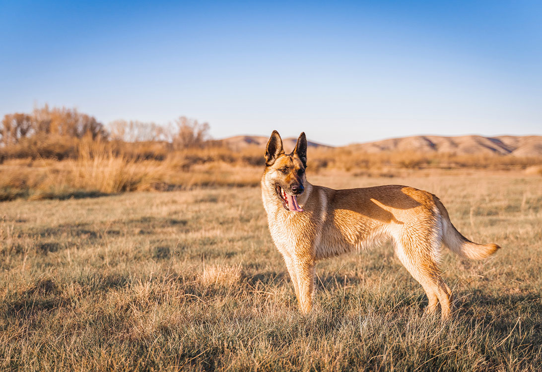Belgian-Malinois