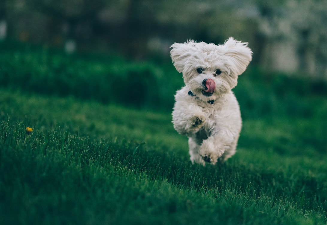 Bichon-Frise