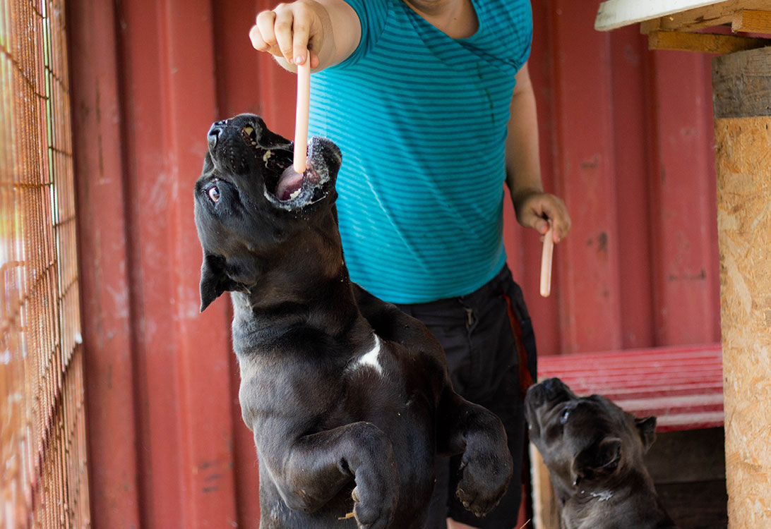 Cane-Corso