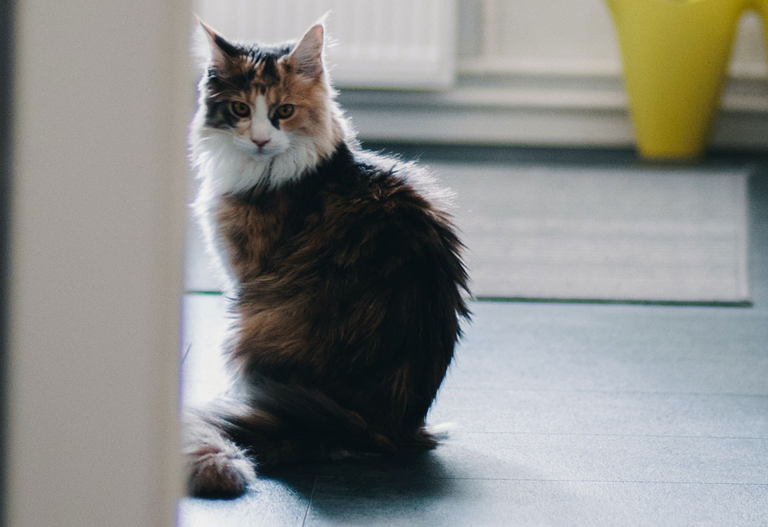 Cat-Poop