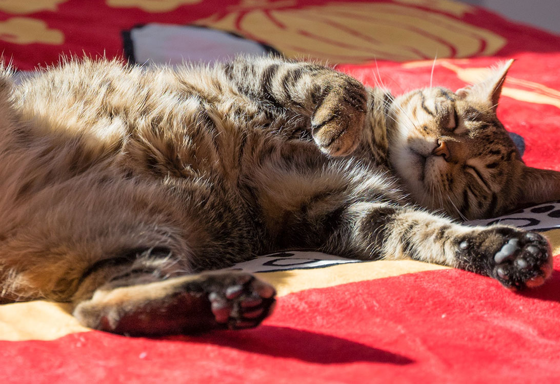 CatDrunk
