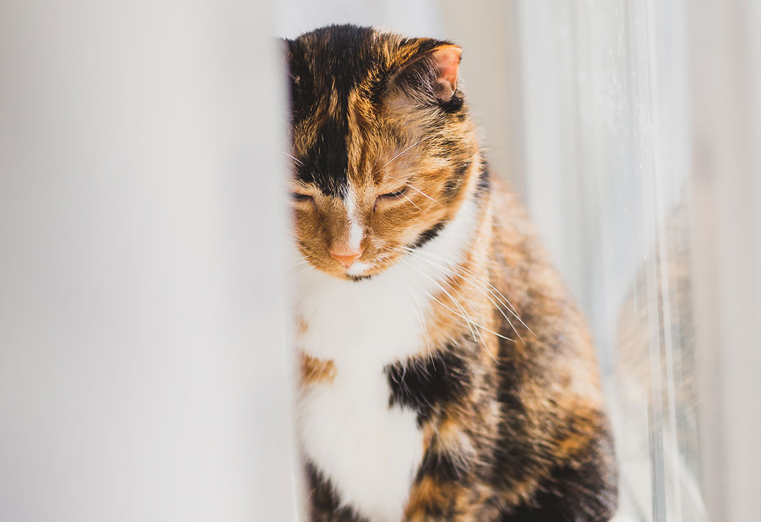 CatEnd