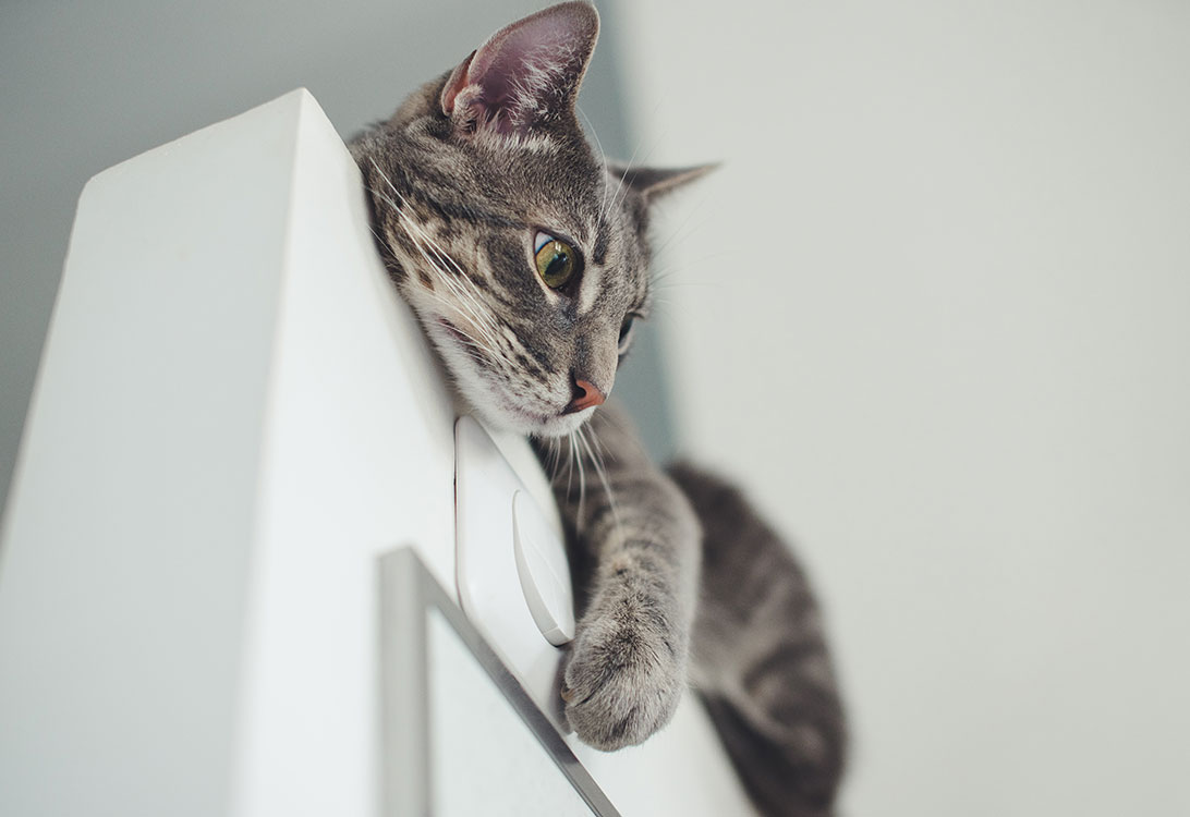 CatFall