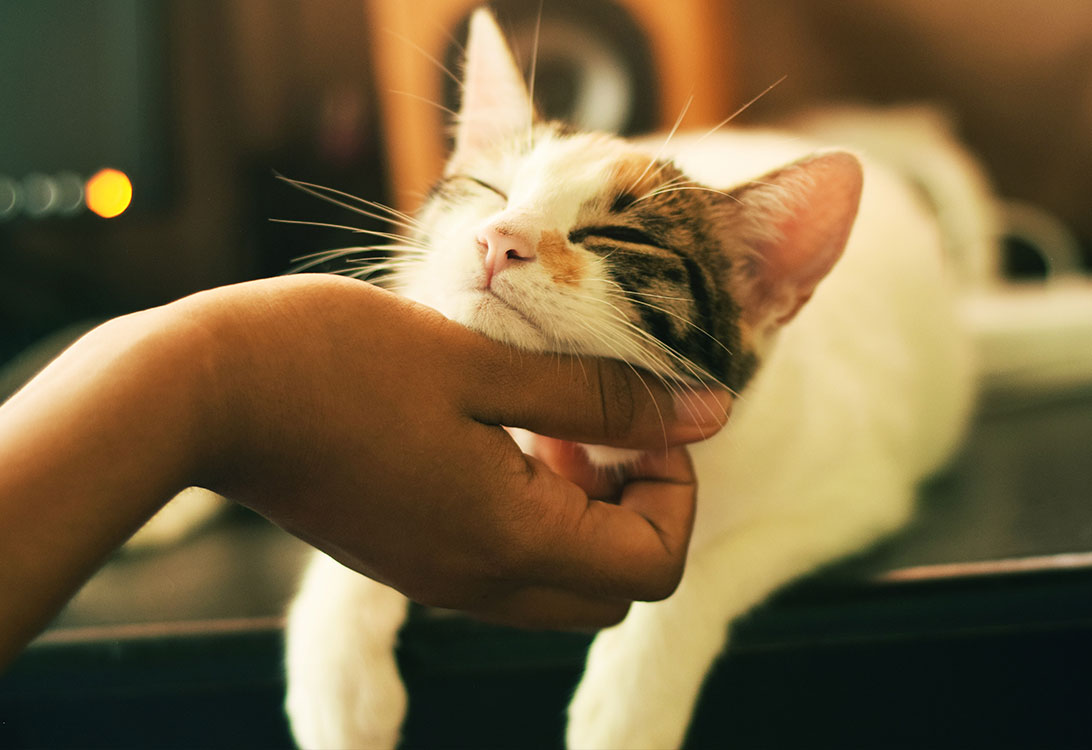 CatFavorite