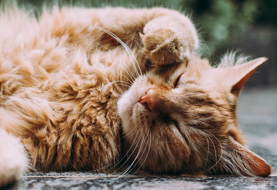 CatLeg