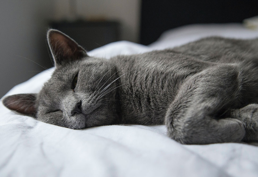 CatNight
