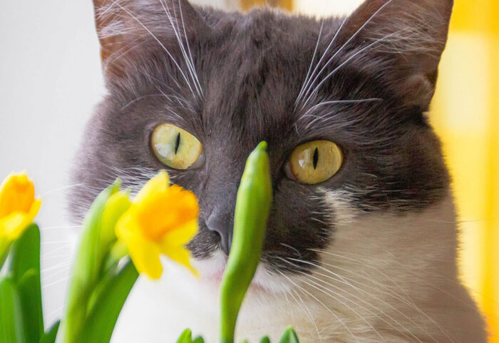 CatPlant