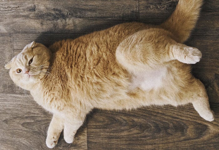 CatWeight