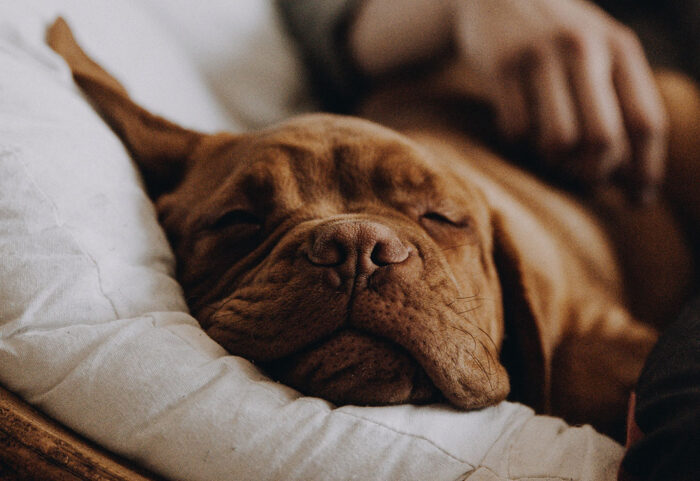 DogSnore