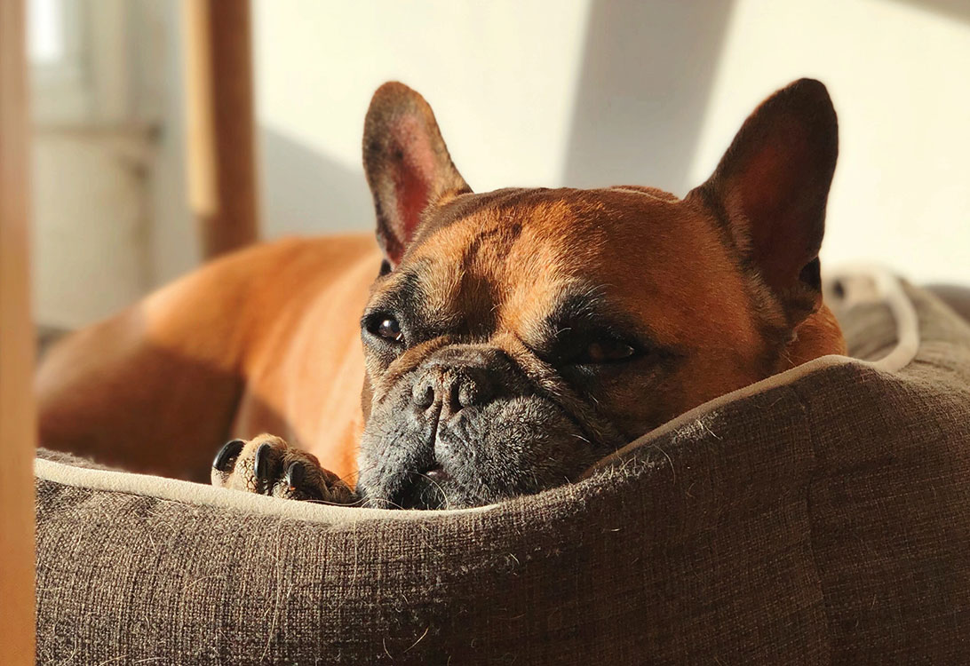 FrenchieDogBed