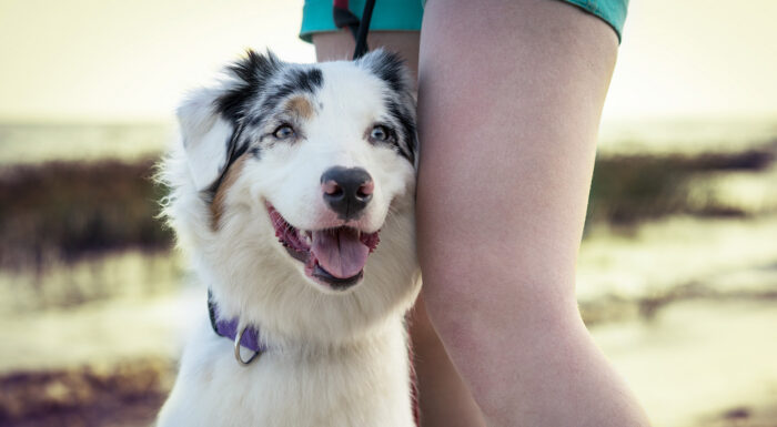 Gallant_AustralianShepherd