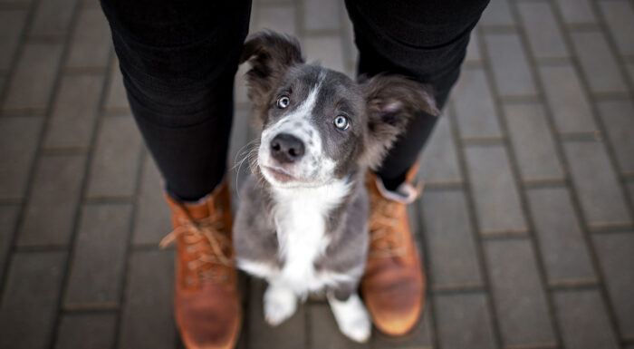 Gallant_FirstTimeDogOwner