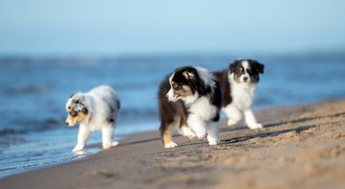 Gallant_HealthiestBreeds