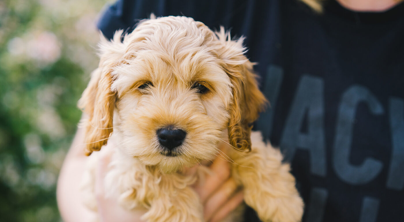 Gallant_PuppyPlaypen
